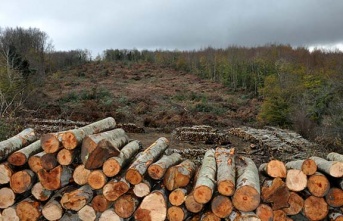 Trakya’nın oksijen deposuna hançer, 145 bin ağaç kesilecek