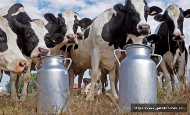 Paşayiğitli süt üreticileri, mağdur mu oluyor ?