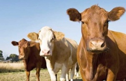 Gaytancıoğlu, “AKP, Uruguay’da sığır arıyor”