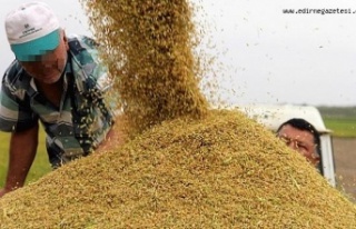 Depolar çeltik dolu, pirinç ithalatı devam ediyor