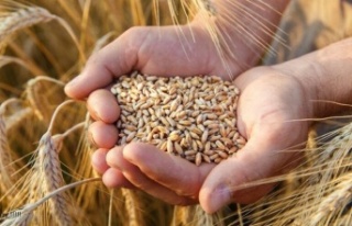 “Buğday fiyatları, beklentileri karşılamadı”